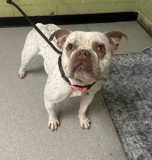 An adult medium-sized female American Bulldog dog named Karma Ann for adoption in Indianapolis, IN