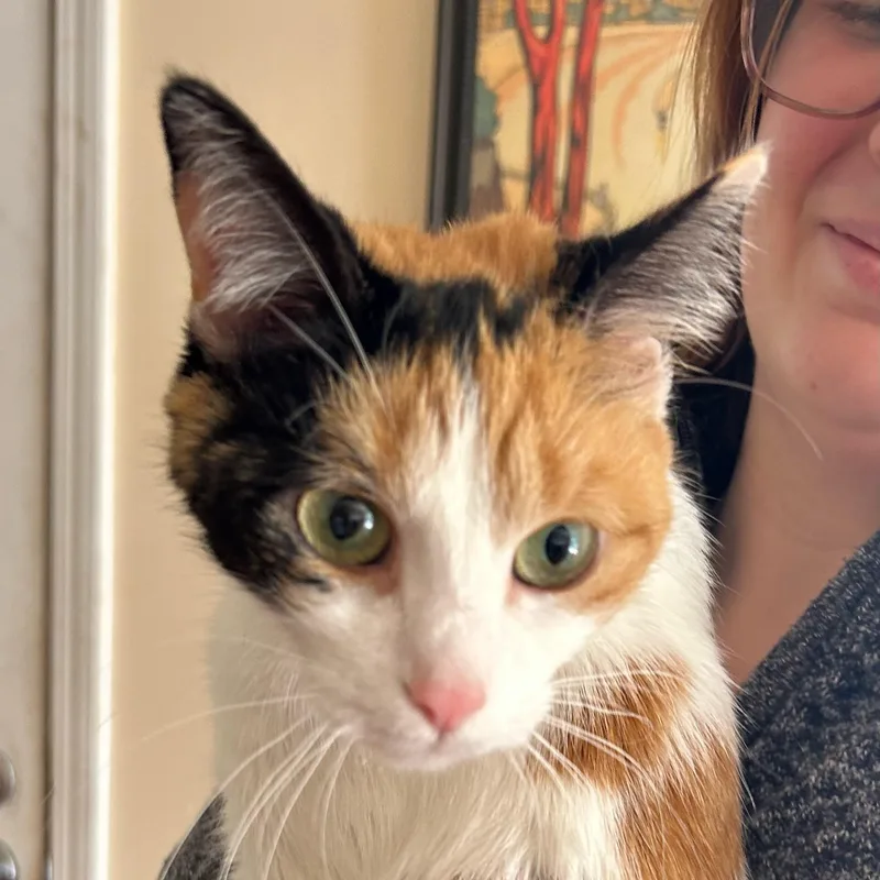 A baby medium-sized female Calico cat named Stella for adoption in Traverse City, MI