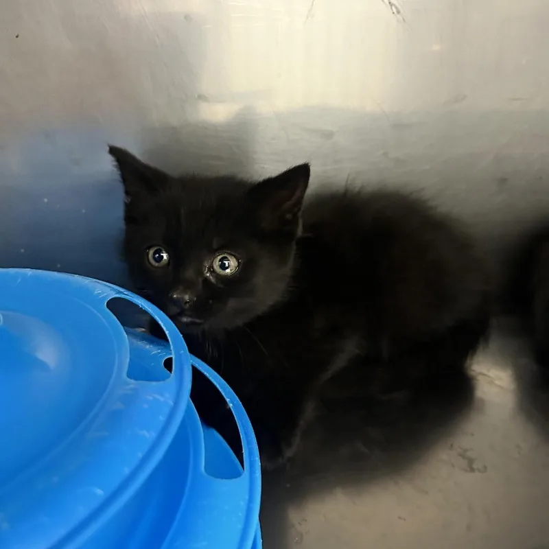 A baby small-sized male Black Domestic Short Hair cat named Willy Wonka for adoption in Durango, CO