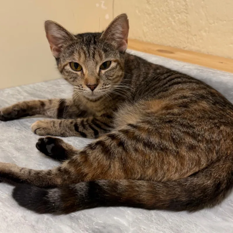 An adult medium-sized female Brown / Chocolate Domestic Short Hair cat named Sushi for adoption in Middlebury, VT