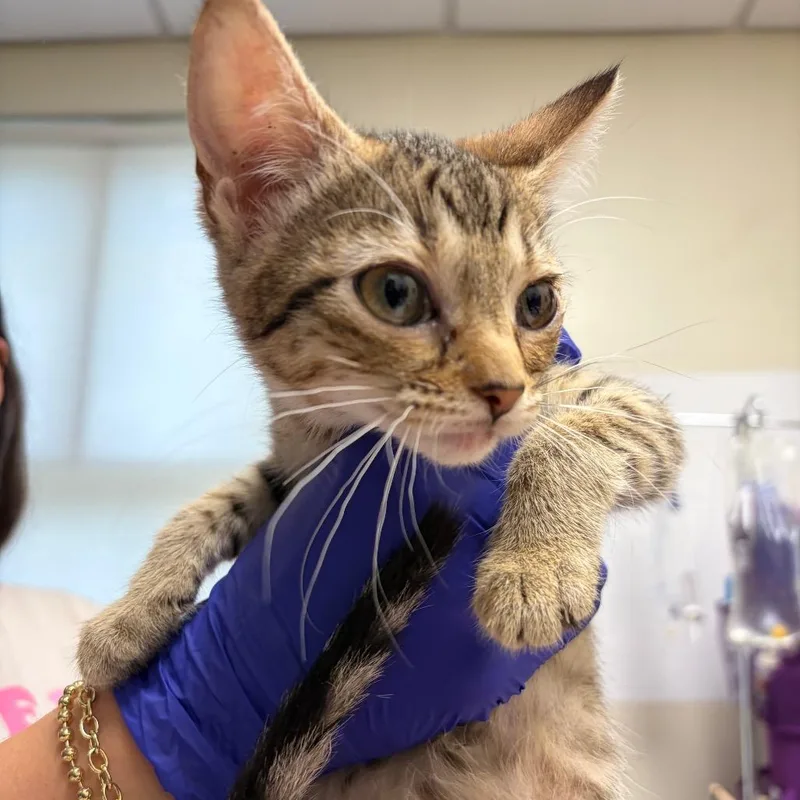 A baby small-sized female Domestic Short Hair cat named Daisy for adoption in Red House, WV