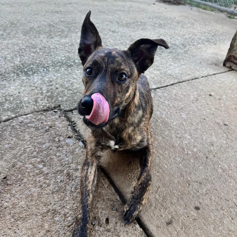 A young medium-sized male Shepherd dog named Tackle for adoption in Brownsboro, AL
