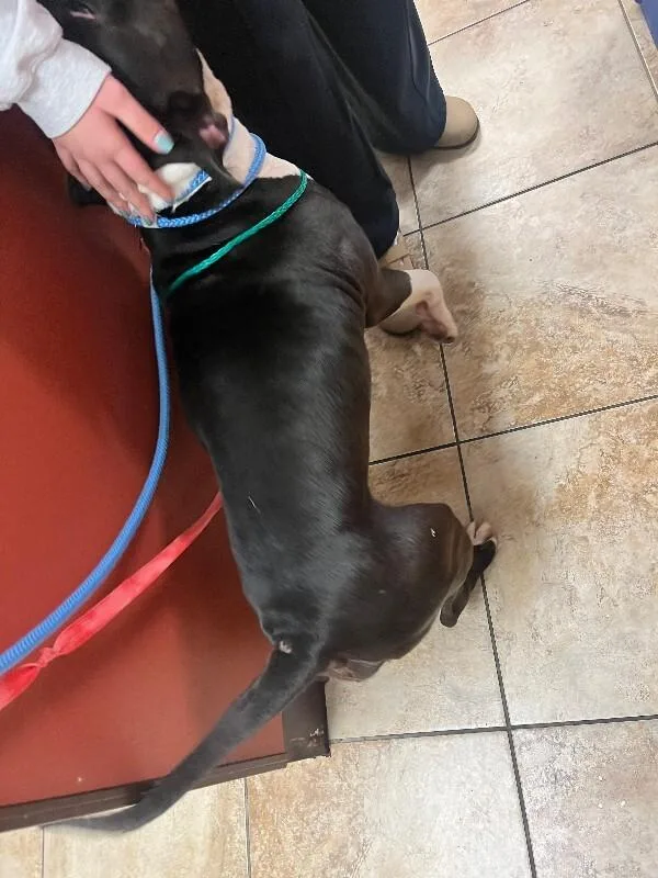 An adult large-sized male Black Mixed Breed dog named The Force for adoption in Cincinnati, OH