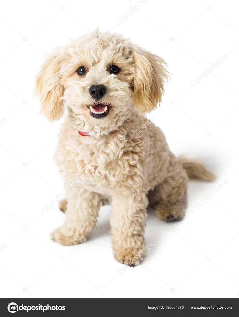An adult small-sized male White / Cream Cockapoo dog named Gianni for adoption in Detroit, MI