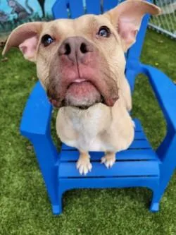 An adult medium-sized female Mixed Breed dog named Sandy for adoption in Savannah, GA