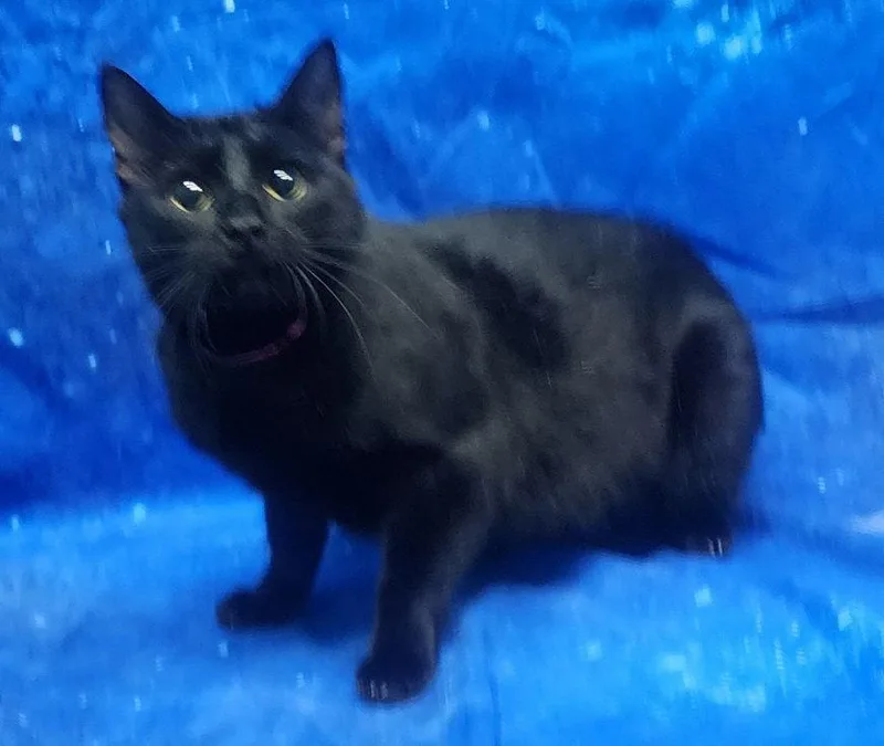 An adult medium-sized female Black Domestic Short Hair cat named Melanie for adoption in Wetumpka, AL