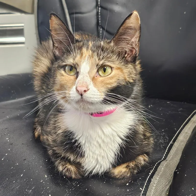 An adult small-sized female Calico Domestic Short Hair cat named Maggie for adoption in Corydon, IN