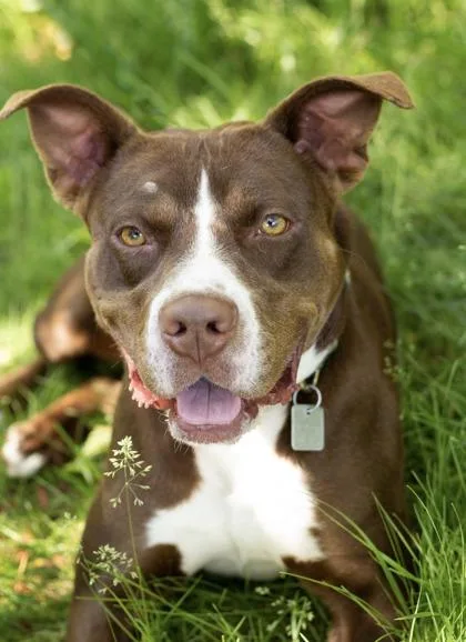 A young medium-sized male Brown / Chocolate Mixed Breed dog named Rover for adoption in Hamilton, OH