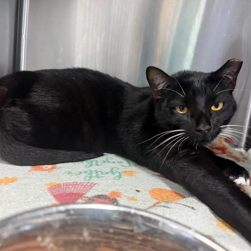A young large-sized female Black Domestic Short Hair cat named Panini for adoption in Lakeland, FL