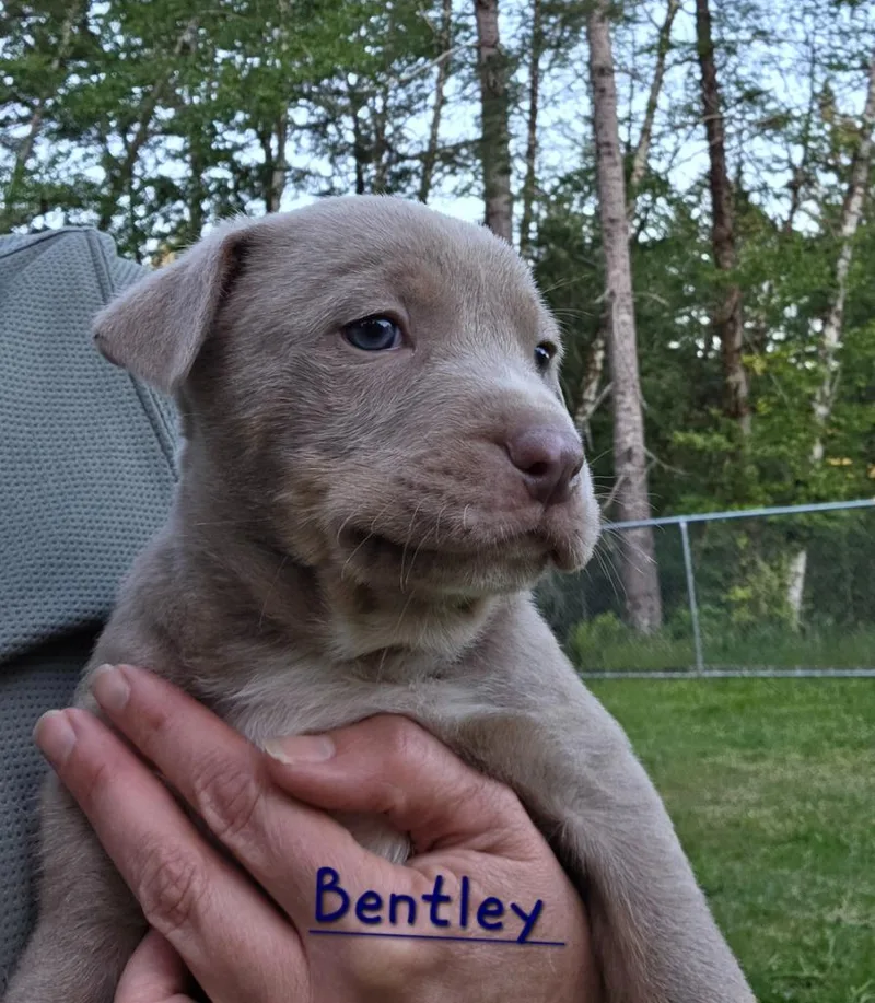 A baby small-sized male Pit Bull Terrier dog named Bentley for adoption in Brookings, OR