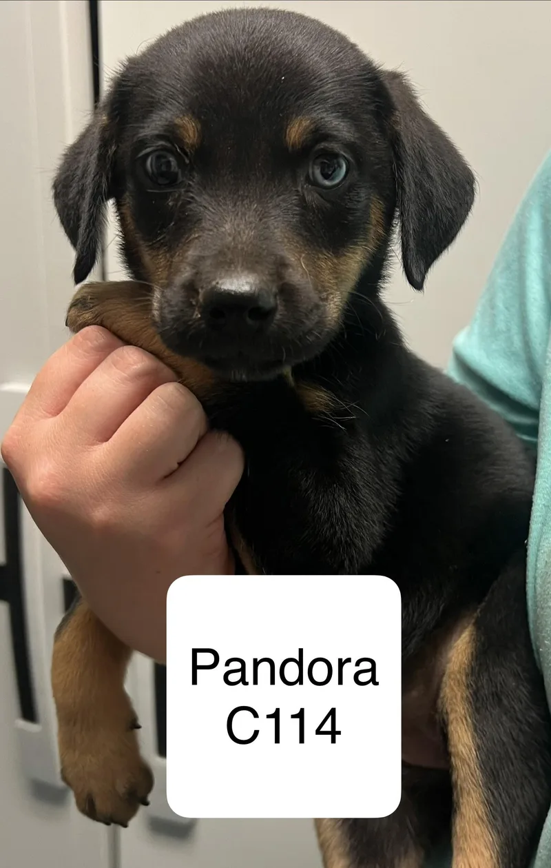 A young small-sized female Black Terrier dog named Pandora C for adoption in Morganton, NC