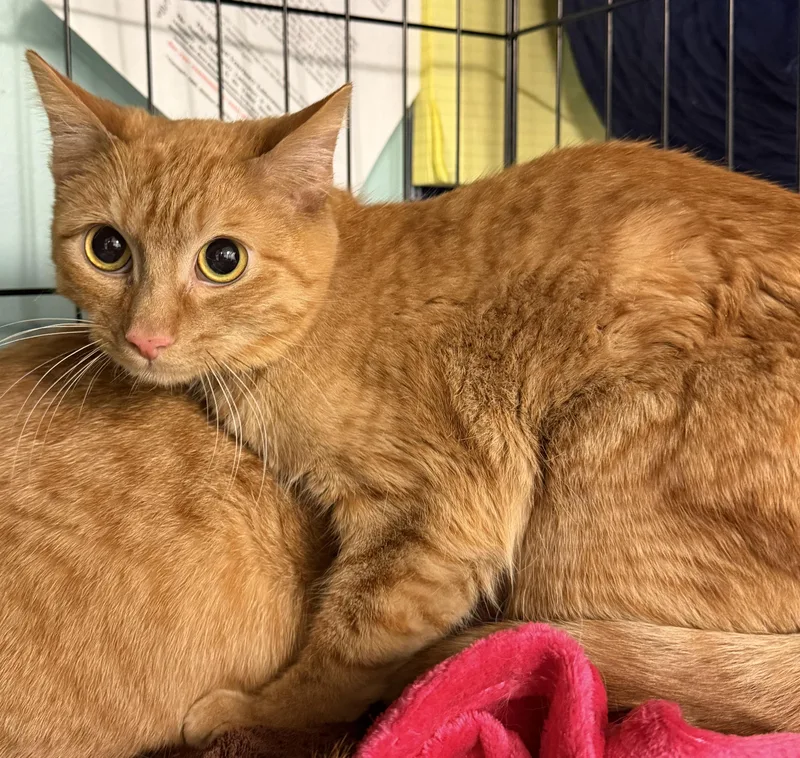 A young medium-sized male Tabby (Orange / Red) Domestic Short Hair cat named Hank for adoption in Hudson, NY