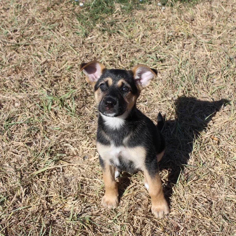 A baby medium-sized female German Shepherd Dog dog named Mara for adoption in Dallas, TX