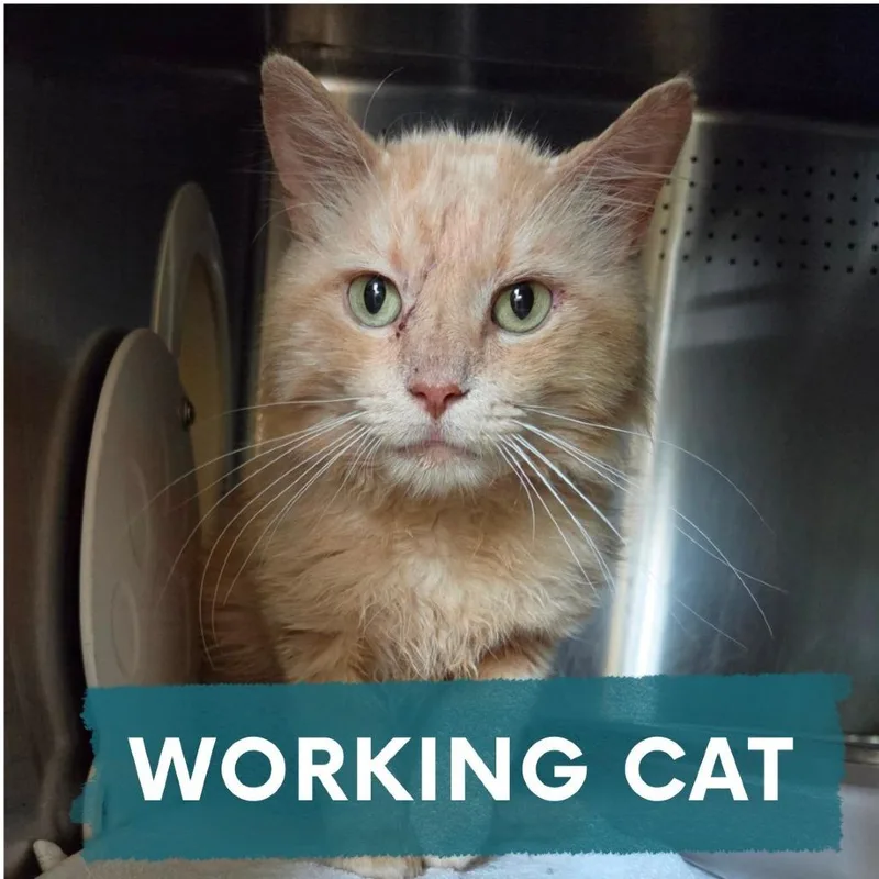 A young large-sized female Orange / Red Domestic Long Hair cat named Kyle for adoption in Asheville, NC