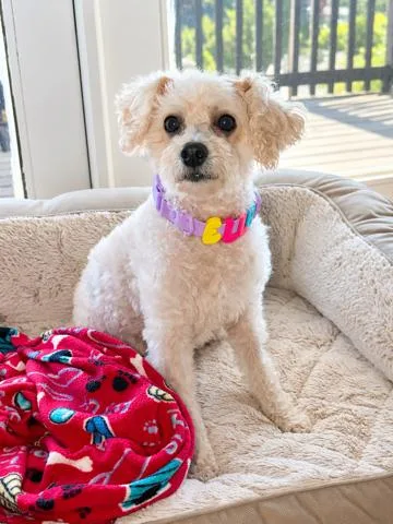 A young small-sized female Yorkie Poo dog named Nutella for adoption in Encino, CA