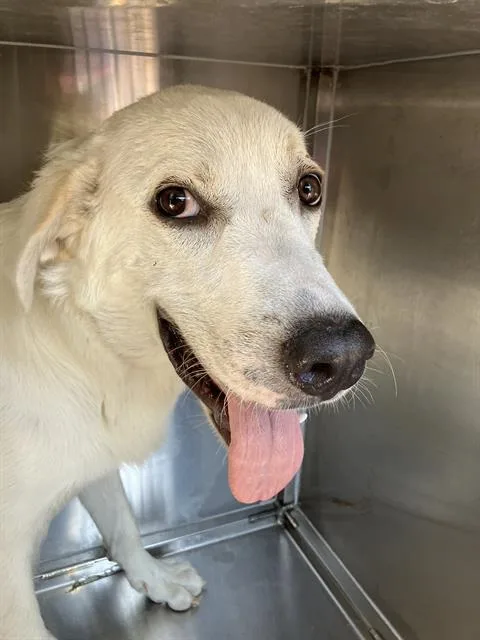 A young large-sized male Mixed Breed dog named Peter for adoption in Dallas, TX