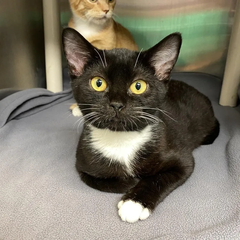 A young medium-sized male Black Domestic Short Hair cat named Dunk for adoption in Philadelphia, PA