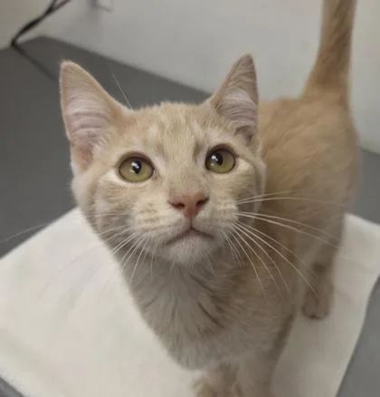 A baby small-sized male Domestic Short Hair cat named Snickerdoodle for adoption in Eugene, OR