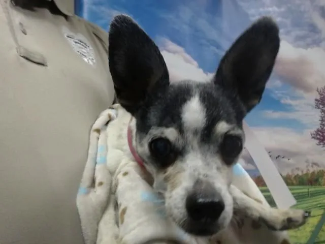 A senior small-sized female Terrier dog named Hunny for adoption in Moreno Valley, CA