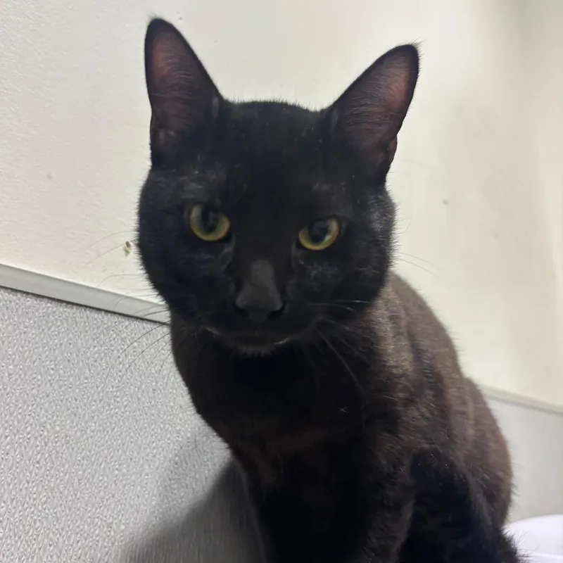 An adult large-sized male Domestic Short Hair cat named Onyx for adoption in Tampa, FL