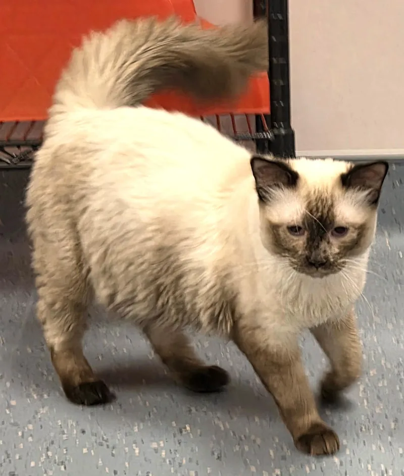 An adult large-sized male Siamese cat named Minky for adoption in Mesquite, NV