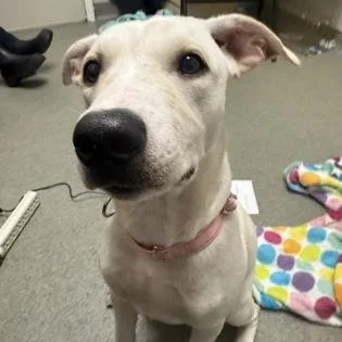 A young medium-sized female Pit Bull Terrier dog named Rosie for adoption in Worcester, MA