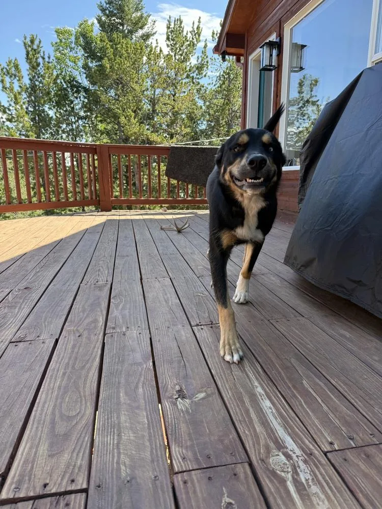 Haseya aka Skunk