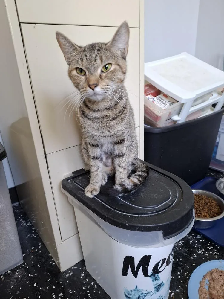 A young medium-sized female Tabby (Brown / Chocolate) Domestic Short Hair cat named Portia for adoption in Lewisburg, TN