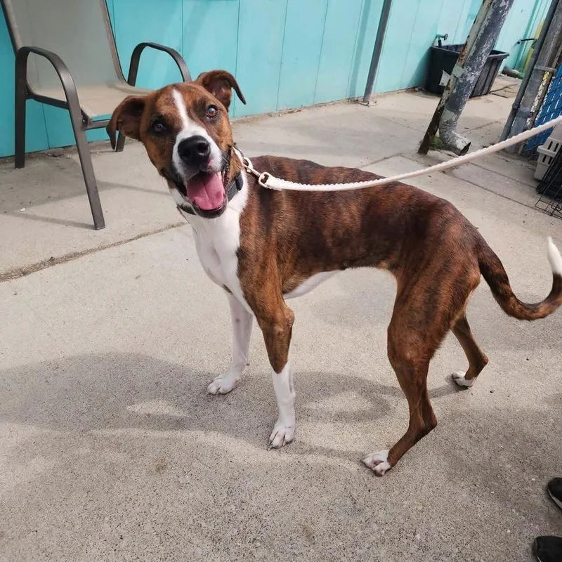 A young large-sized male Boxer dog named Mixer for adoption in Evansville, IN
