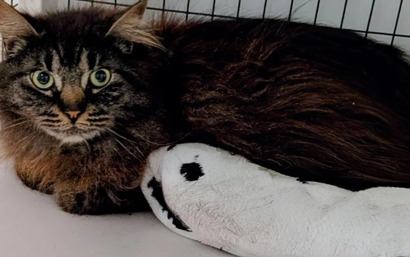 An adult large-sized male Domestic Long Hair cat named Scar for adoption in St. Augustine, FL