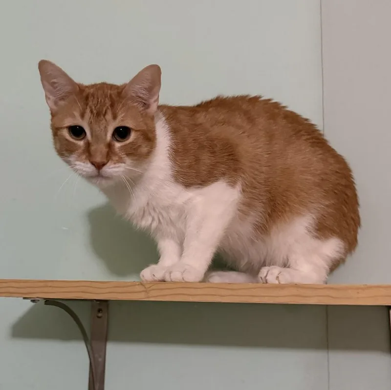 An adult large-sized male Orange & White Domestic Short Hair cat named Chester for adoption in Long Beach, MS