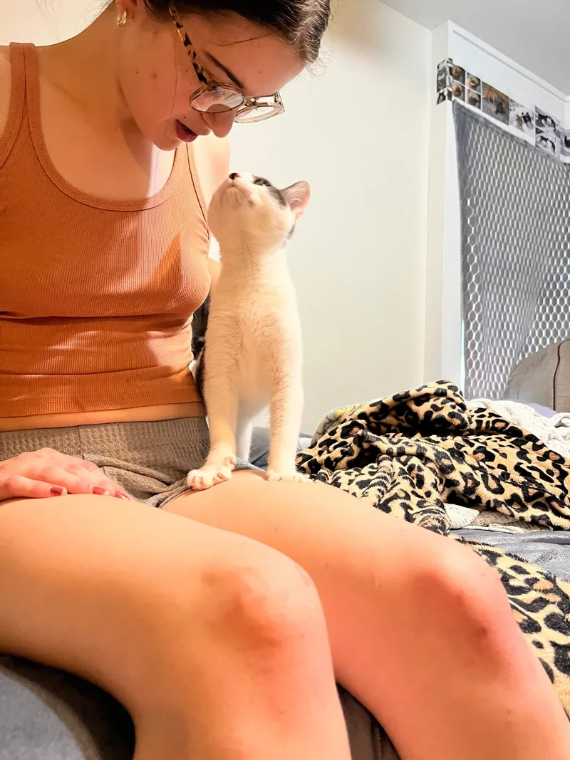 A young small-sized female Domestic Short Hair cat named Robin for adoption in Poplarville, MS