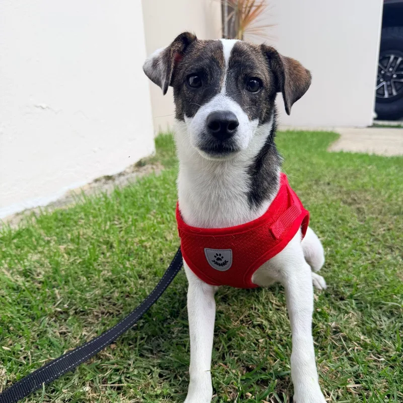 A baby medium-sized male Mixed Breed dog named Rex for adoption in Brooklyn, NY