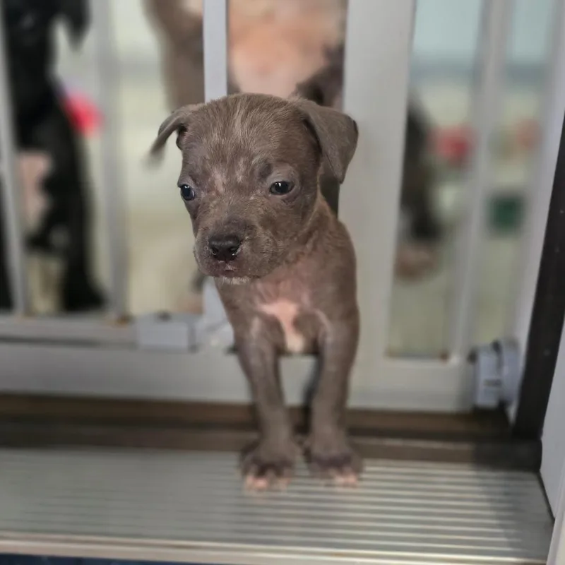 A baby small-sized male Gray / Blue / Silver Mixed Breed dog named Sam Aka Tiny for adoption in Hinesville, GA