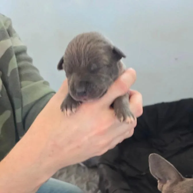 Sam Aka Tiny thumbnail 3