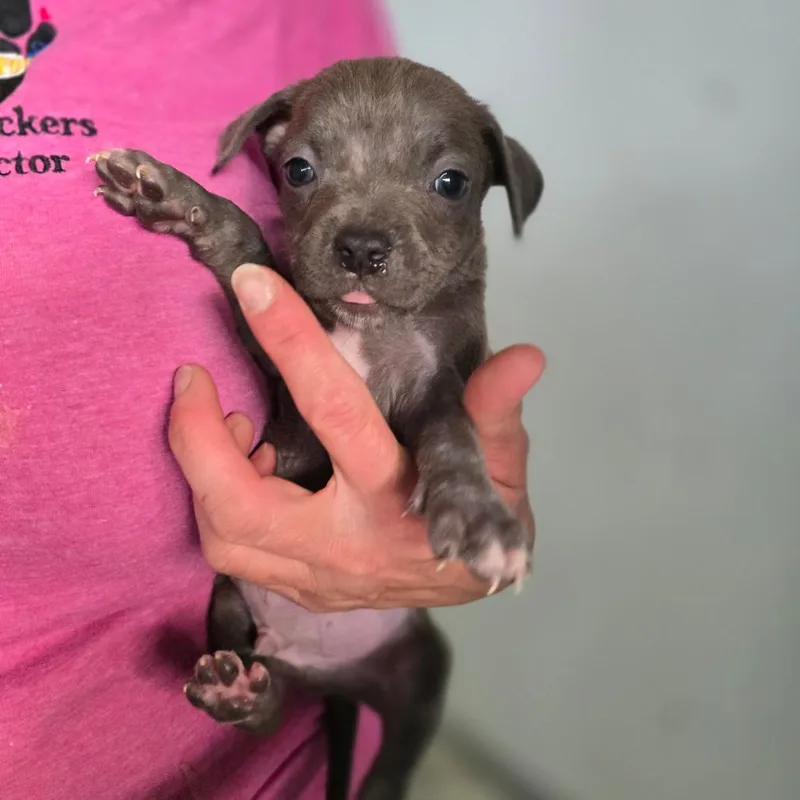Sam Aka Tiny thumbnail 4