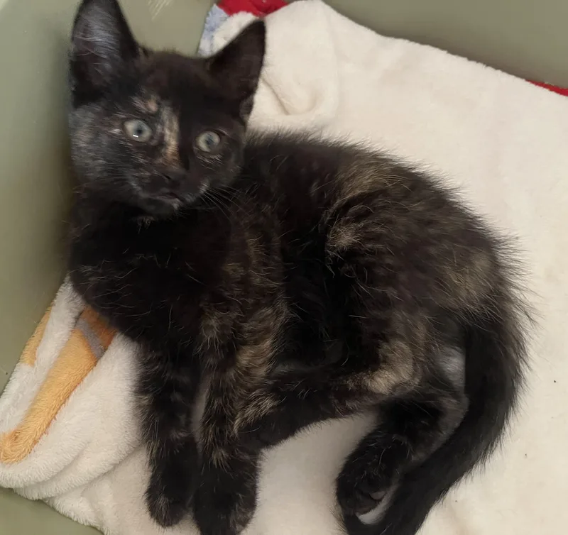 A baby medium-sized female Tortoiseshell Domestic Short Hair cat named Tracey for adoption in Tomah, WI