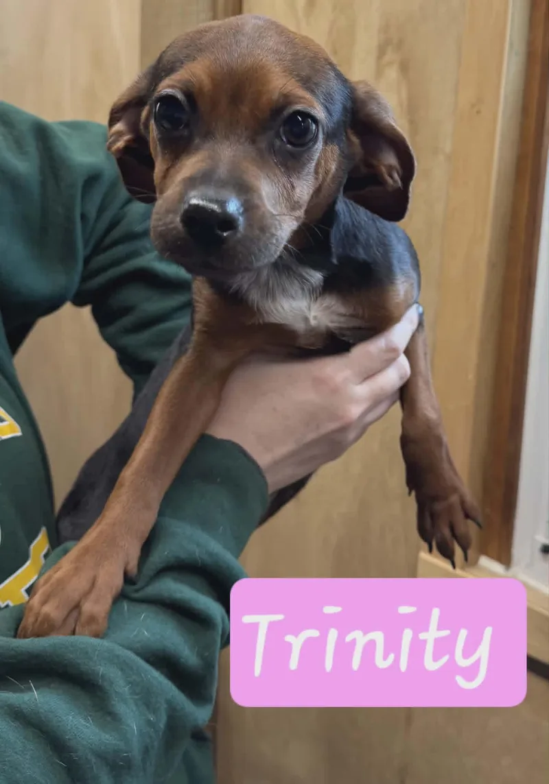 A baby small-sized female Bicolor Beagle dog named Trinity for adoption in North Olmsted, OH