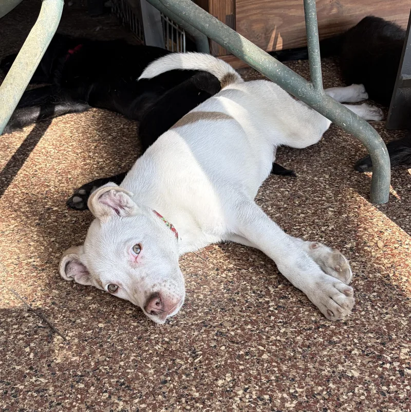 Salami “sal” thumbnail 2