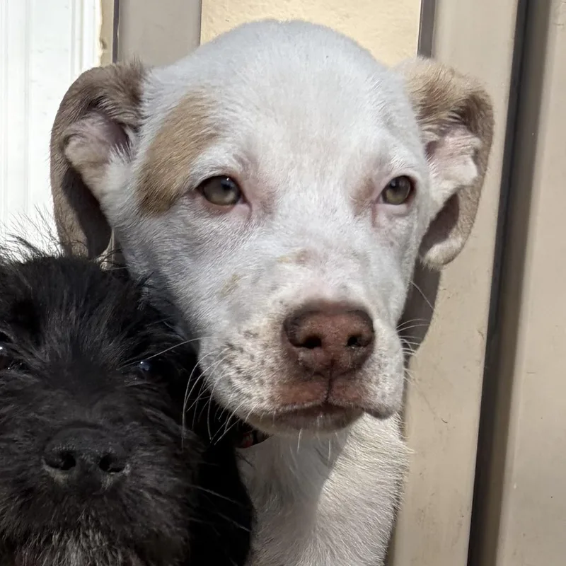 Salami “sal” thumbnail 4