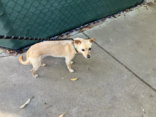 An adult medium-sized female Chihuahua dog named Kenzie for adoption in Santa Barbara, CA