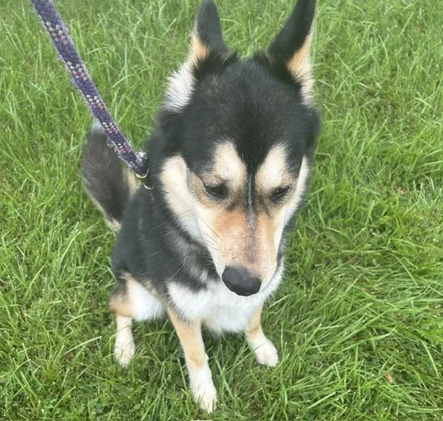 An adult medium-sized male Husky dog named Jake for adoption in Bryan, OH