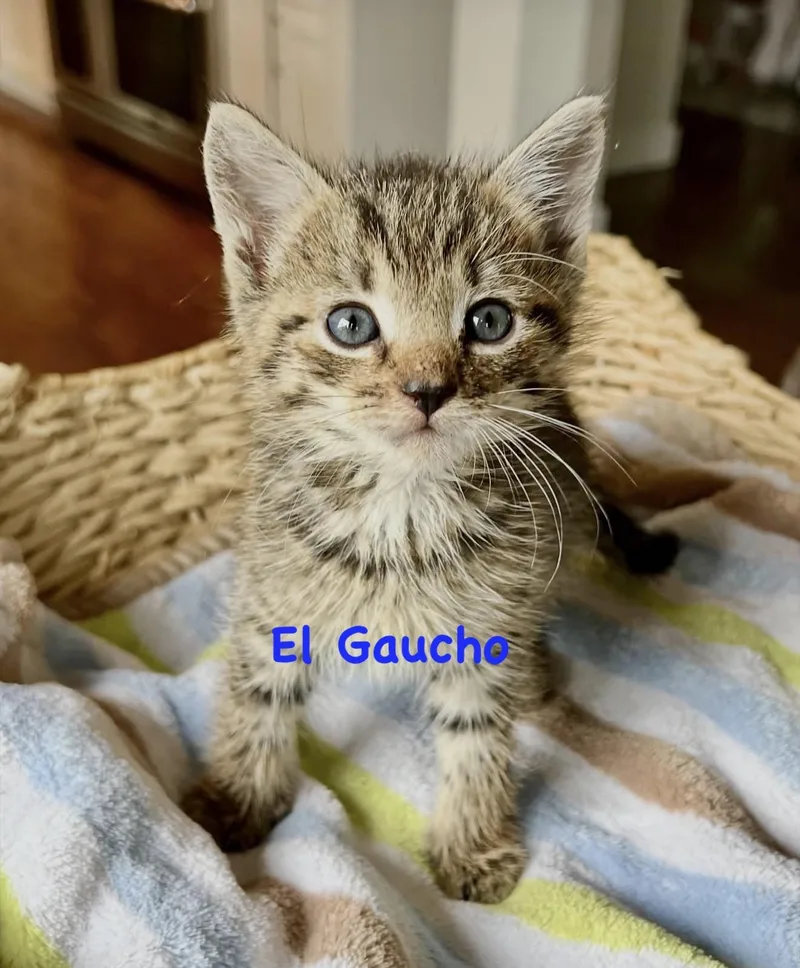 A baby small-sized female Domestic Short Hair cat named Betty Pascetti for adoption in Staten Island, NY