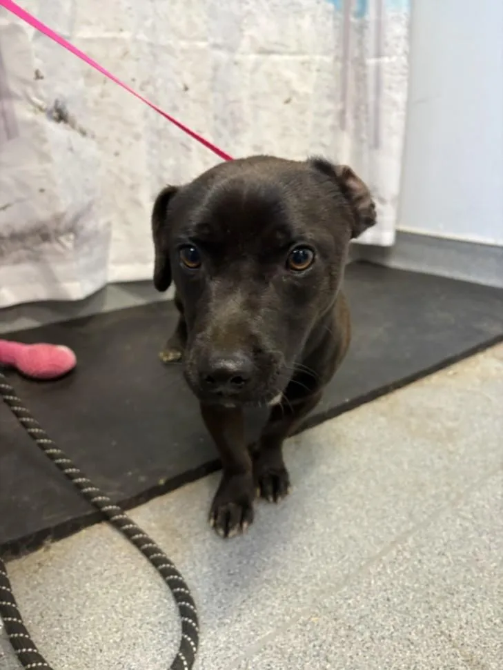 A young small-sized male Dachshund dog named A for adoption in Olivehurst, CA