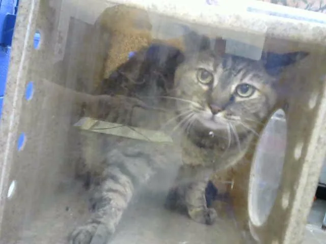 A senior medium-sized female Domestic Short Hair cat named Chatterbox for adoption in Albuquerque, NM