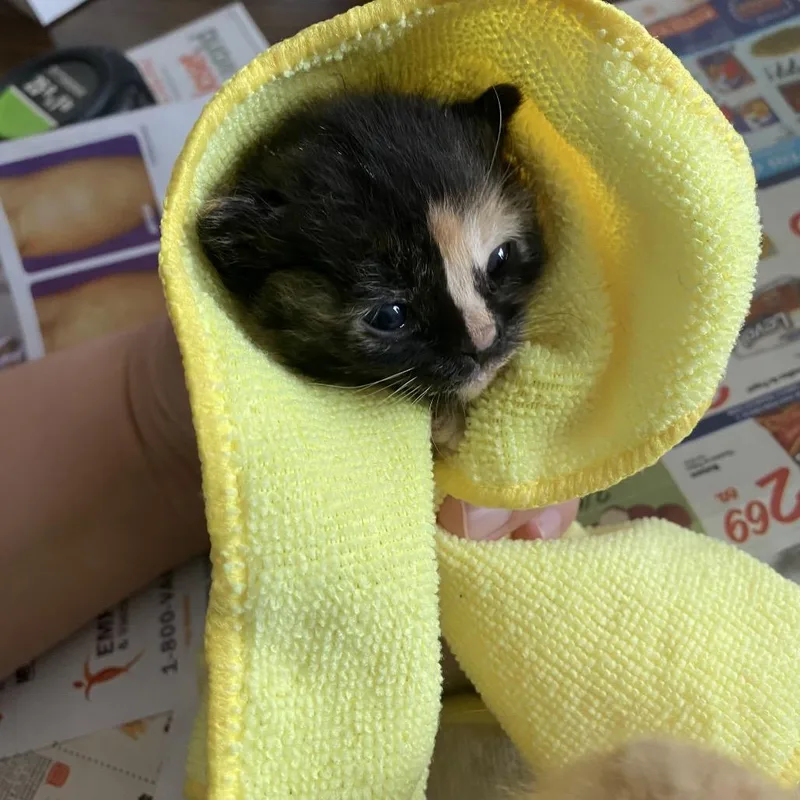 A baby small-sized female Calico Domestic Short Hair cat named Willow for adoption in Long Beach, CA