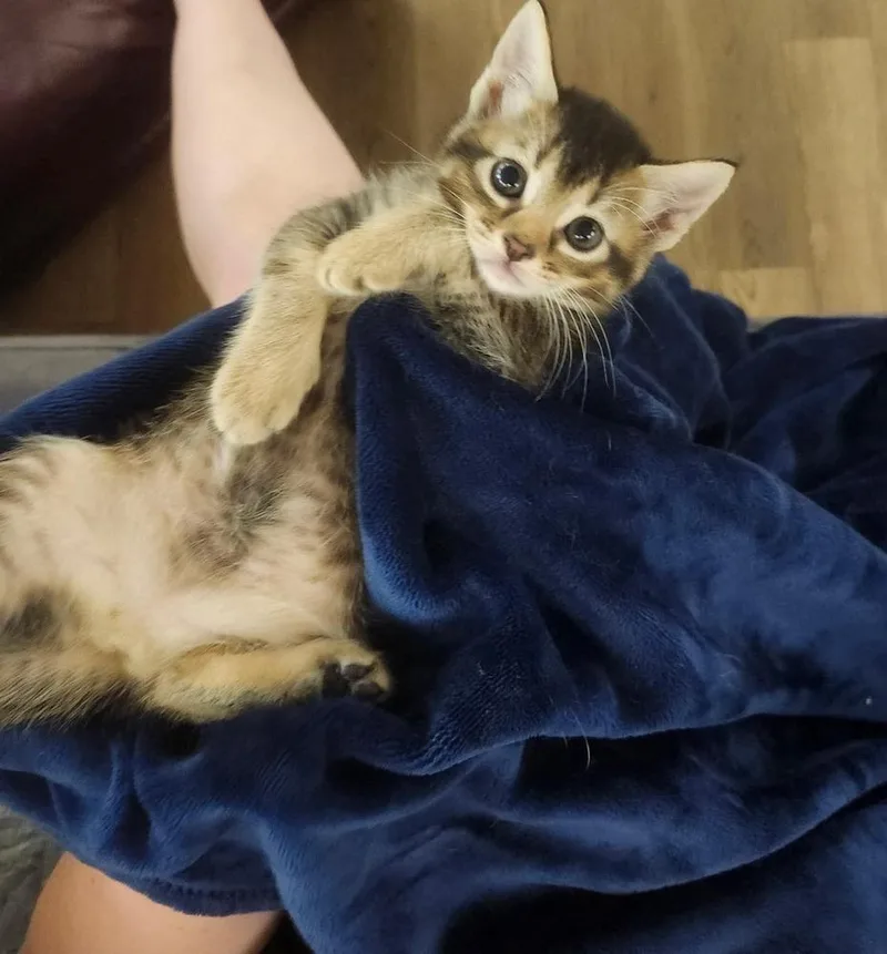 A baby small-sized female Gray / Blue / Silver Domestic Short Hair cat named Astraea for adoption in WARNER ROBINS, GA