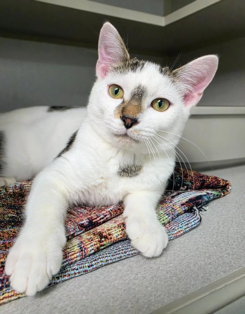 A baby medium-sized male Domestic Short Hair cat named Gizmo for adoption in Bloomington, IN