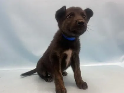 A baby large-sized male German Shepherd Dog dog named Sunny for adoption in Woodbury, MN