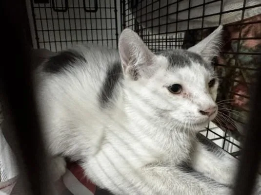 A baby medium-sized female Domestic Short Hair cat named Mollie for adoption in Van Nuys, CA